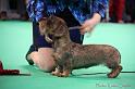 Crufts2011_2 1416
